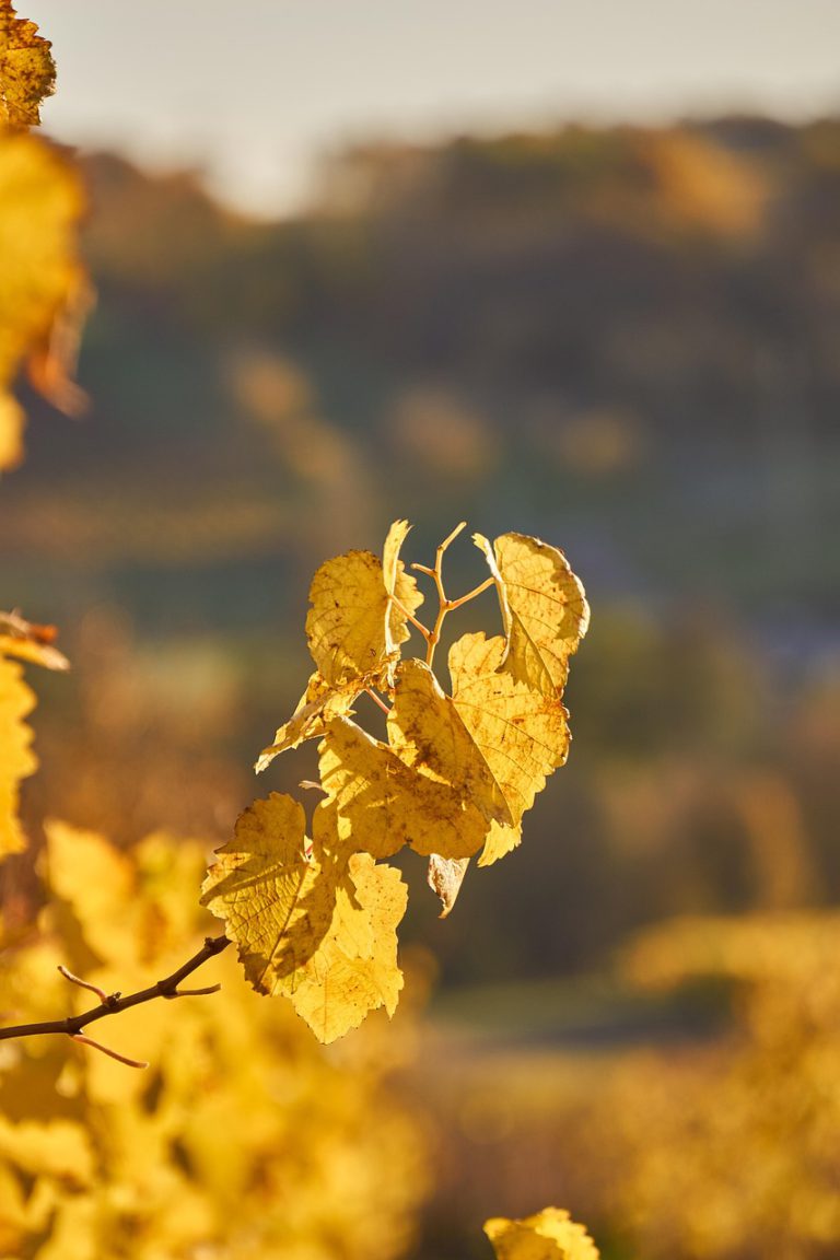 vineyard, vine, fall, multicoloured, red, green, colorful, beautiful, viticulture, wine growing, agriculture, grapevine, nature, fruit, grape, grapevines, winery, rebstock